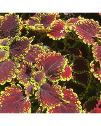Coleus Oxford Street