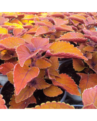 Coleus Wall Street