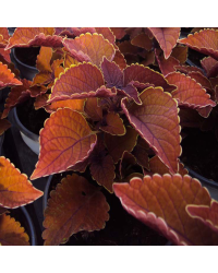 Coleus Wall Street