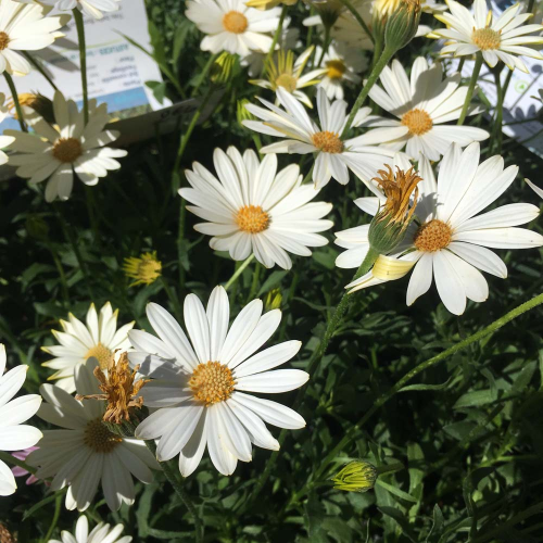 Anthemis Frutescens