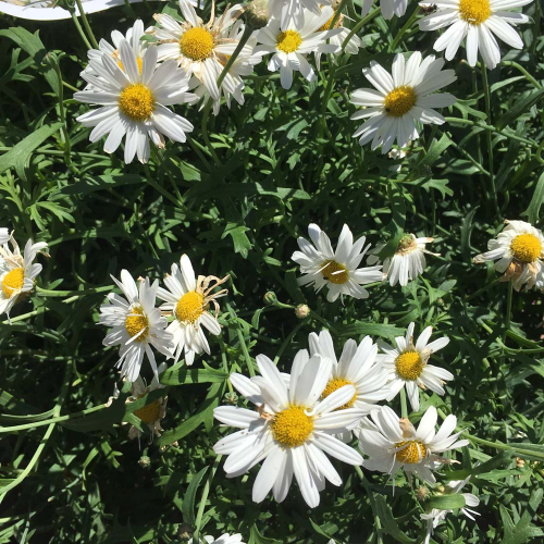 Anthemis Frutescens