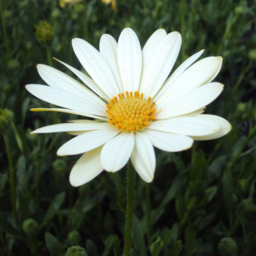 Anthemis Frutescens