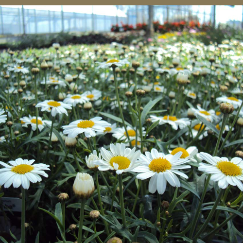 Anthemis Frutescens