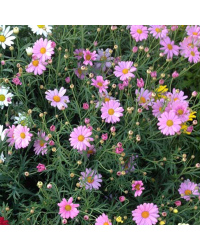 Anthemis Molimba M Pink