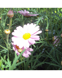 Anthemis Molimba M Pink