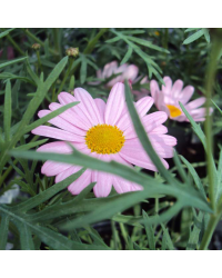 Anthemis Molimba M Pink
