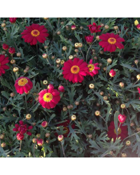 Anthemis Angelic Burgundy