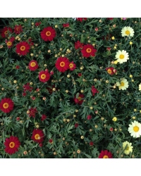 Anthemis Angelic Burgundy
