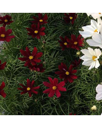 Cosmos Cantale Carmine