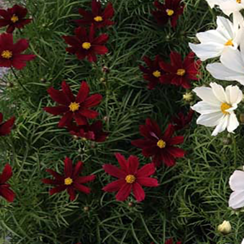 Cosmos Cantale Carmine fleurs couleur Rouge