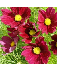 Cosmos Cantale Carmine