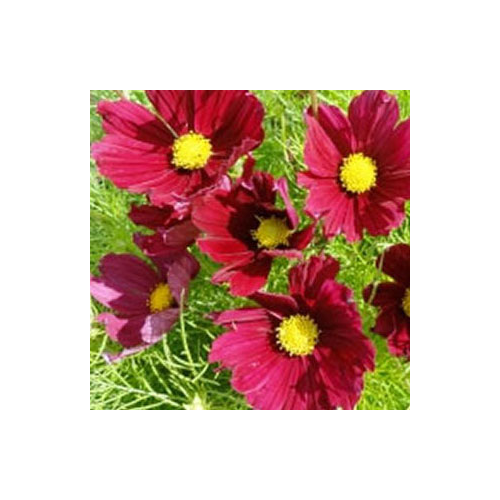 Cosmos Cantale Carmine fleurs couleur Rouge