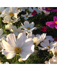 Cosmos Cantale White