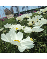 Cosmos Cantale White
