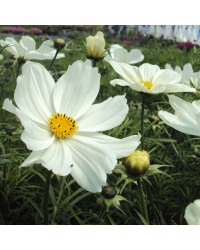 Cosmos Cantale White