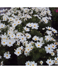 Cosmos Cantale White