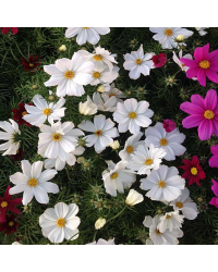 Cosmos Cantale White