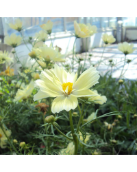 Cosmos Xanthos Yellow