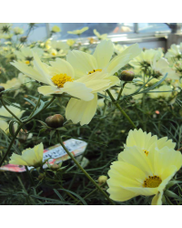 Cosmos Xanthos Yellow