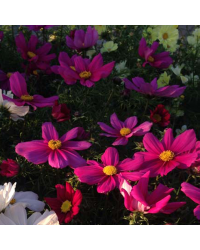 Cosmos Bipinnatus Casanova Violet
