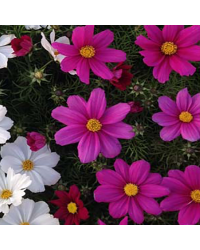 Cosmos Bipinnatus Casanova Violet