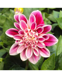 Dahlia Surprise Louise