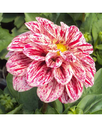 Dahlia Surprise Paula