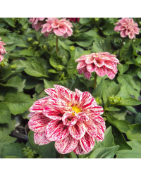 Dahlia Surprise Paula