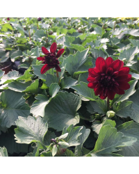 Dahlia Grandalia Red