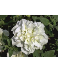 Petunia Sweetsunshine-Double White