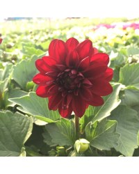 Dahlia Grandalia Red
