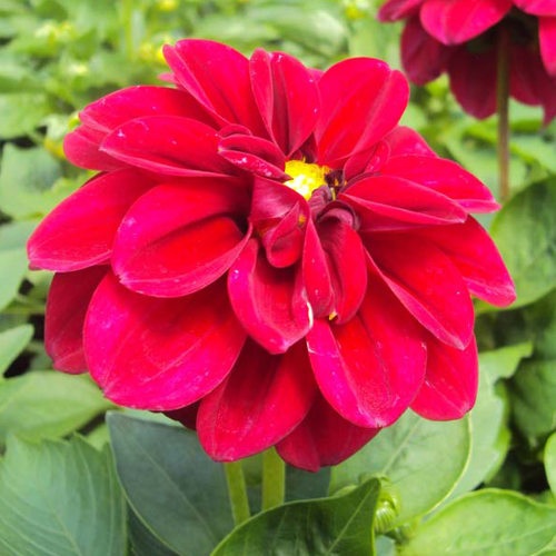 Dahlia Dahlietta Select Patty