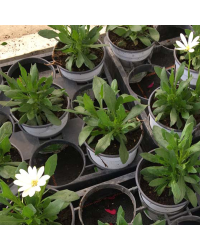 Osteospermum Voltage White