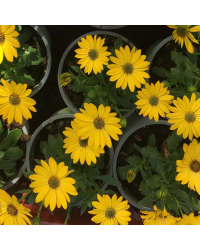 Osteospermum Voltage Yellow