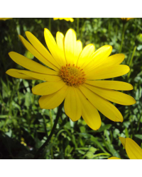 Osteospermum Voltage Yellow