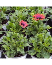 Osteospermum Astra Outback Purple