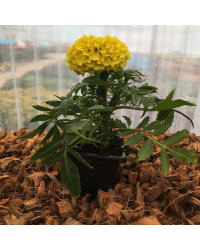 Rose d'Inde Perfection Yellow