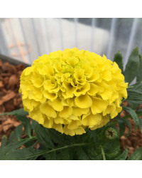 Rose d'Inde Perfection Yellow