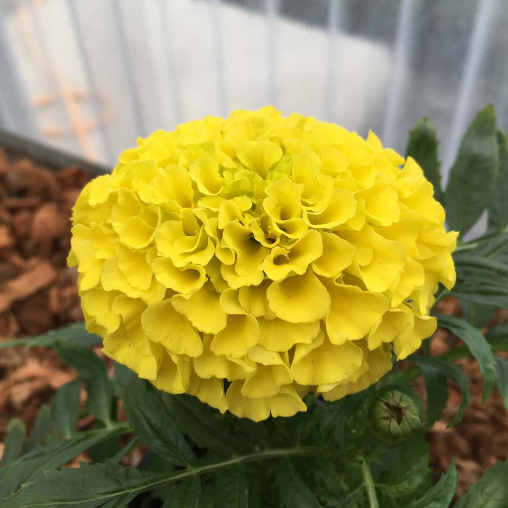 Rose d'Inde Perfection Yellow