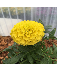 Rose d'Inde Perfection Yellow