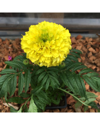 Rose d'Inde Perfection Yellow