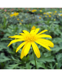 Euryops Sunshine