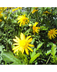 Euryops Sunshine