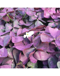 Oxalis Xalis Burgundy Wine