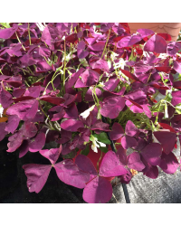 Oxalis Xalis Burgundy Wine