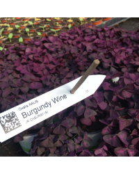 Oxalis Xalis Burgundy Wine