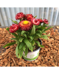 Bracteantha (Immortelle) Sunbrella Red