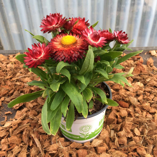 Bracteantha (Immortelle) Sunbrella Red