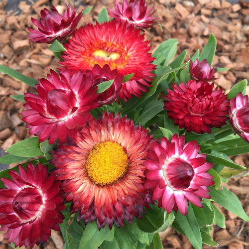 Bracteantha (Immortelle) Sunbrella Red