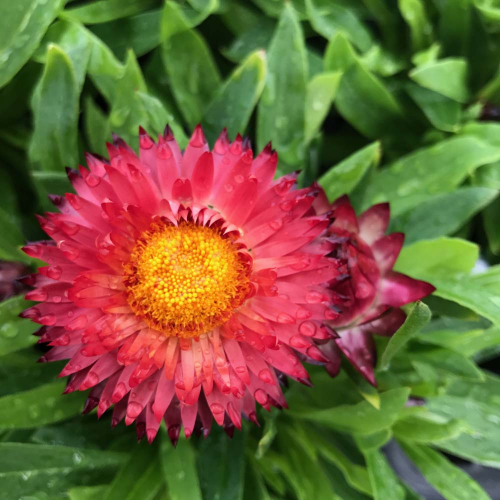 Bracteantha (Immortelle) Sunbrella Red